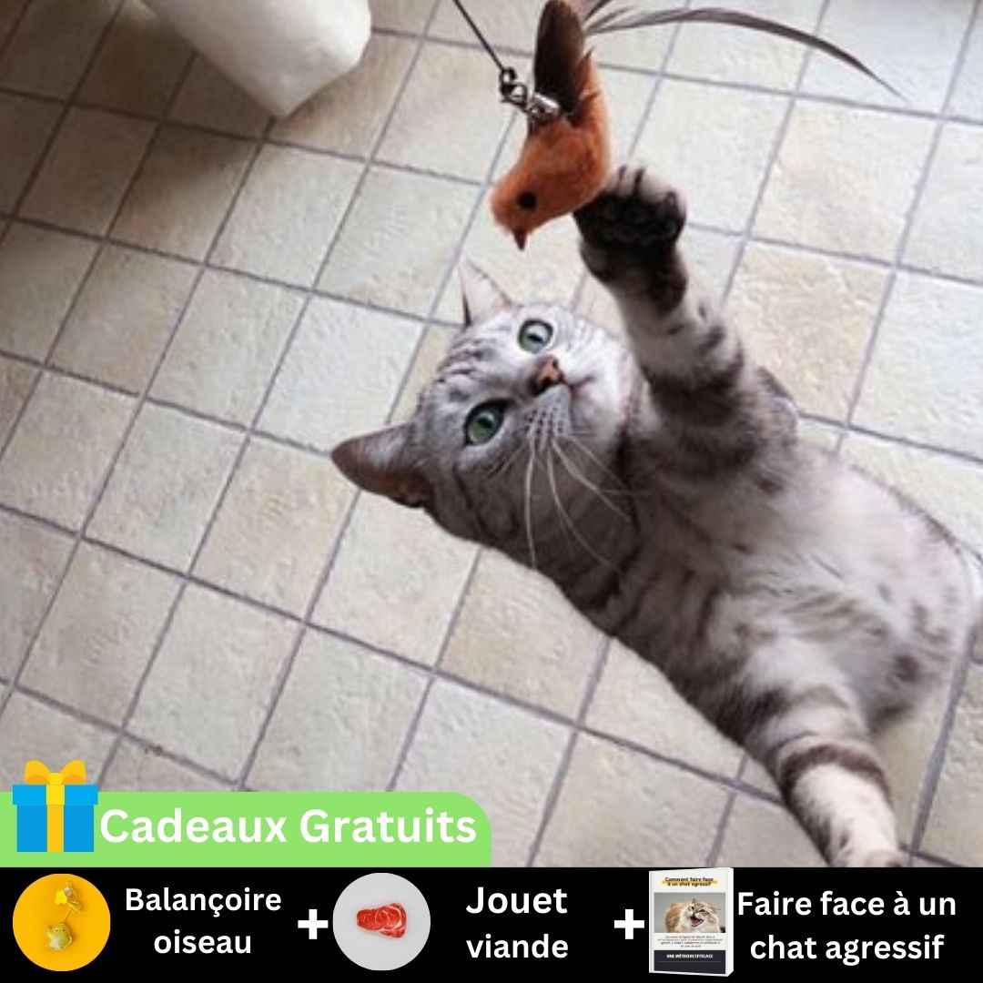 Handwand™- Jouet pour chat interact avec Ventouse Puissante - Patte-Pelu